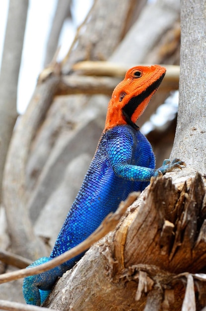 Il maschio della lucertola Agama