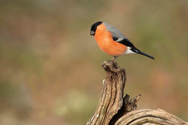 Il maschio di bullfinch eurasiatico alla luce del tardo pomeriggio in una foresta di querce e faggio in una fredda giornata invernale