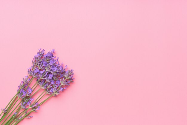 Il mazzo dei fiori della lavanda ha sistemato sulla tavola rosa