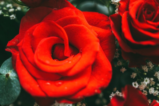 Il mazzo delle rose rosse fresche fiorisce il fondo luminoso