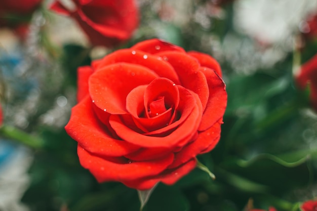 Il mazzo delle rose rosse fresche fiorisce il fondo luminoso