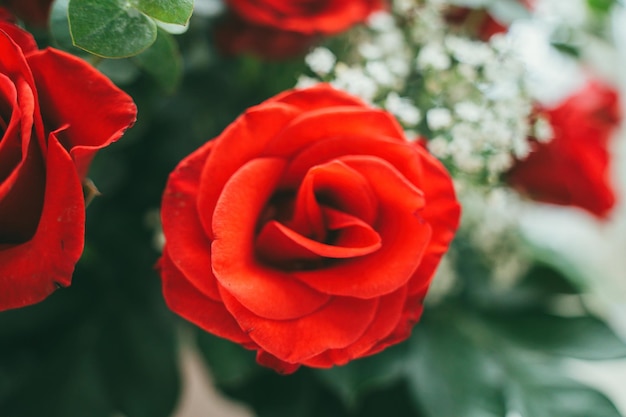 Il mazzo delle rose rosse fresche fiorisce il fondo luminoso