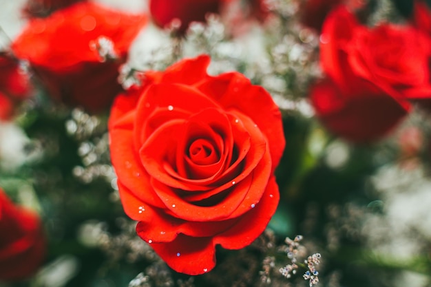 Il mazzo delle rose rosse fresche fiorisce il fondo luminoso