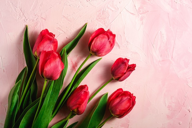 Il mazzo di tulipano rosso fiorisce su fondo rosa strutturato, spazio della copia di vista superiore