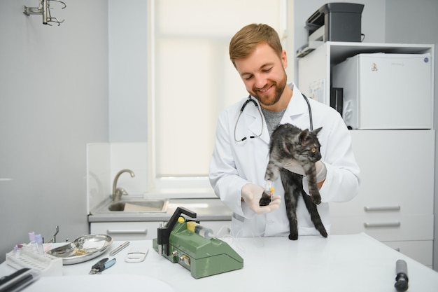 Il medico sta esaminando un gatto malato Concetto di clinica veterinaria Servizi di un medico per la salute degli animali e il trattamento degli animali domestici