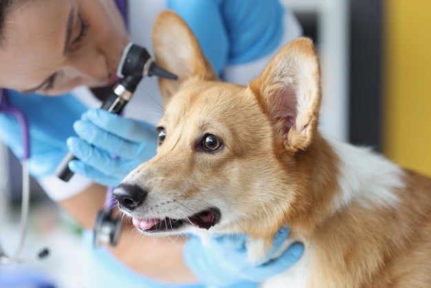 Il medico veterinario ascolta l'orecchio del cane con un otoscopio nella malattia dell'orecchio della clinica veterinaria e