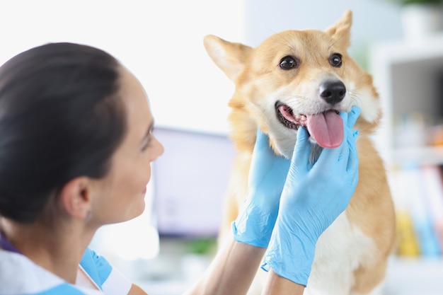 Il medico veterinario conduce l'esame fisico dei servizi della clinica veterinaria della cavità orale del cane