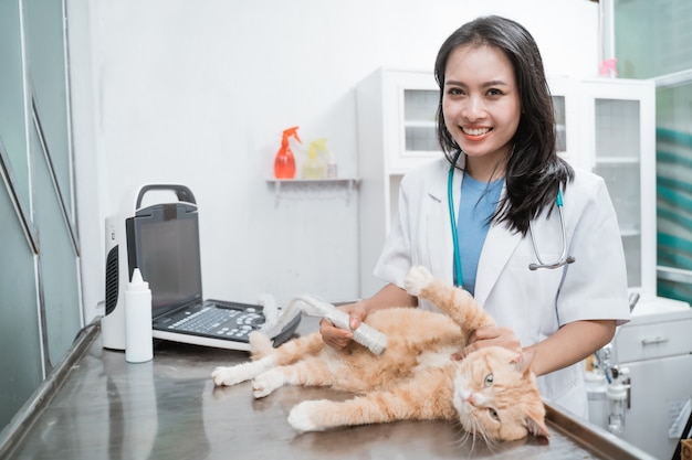 Il medico veterinario femminile asiatico sta facendo esaminare l'ecografia dell'addome di un gatto alla clinica veterinaria