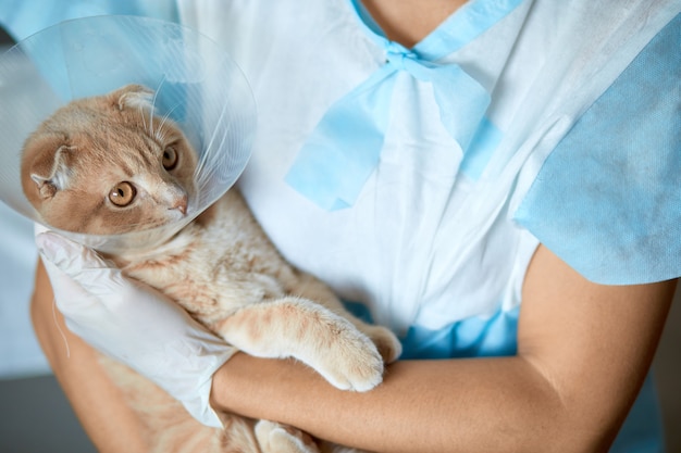 Il medico veterinario femminile sta tenendo sulle sue mani un gatto con il collare di plastica del cono dopo la castrazione, concetto veterinario.