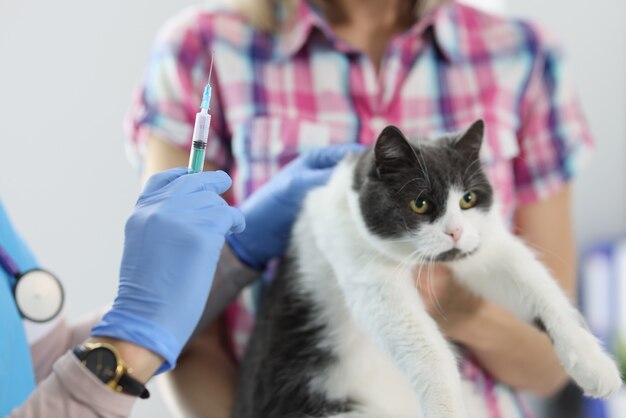 Il medico veterinario in guanti fa un'iniezione al gatto