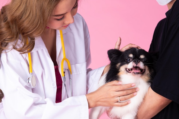 Il medico veterinario indossa un vestito rosa arrogante controlla il vecchio cane malato per condizioni di salute