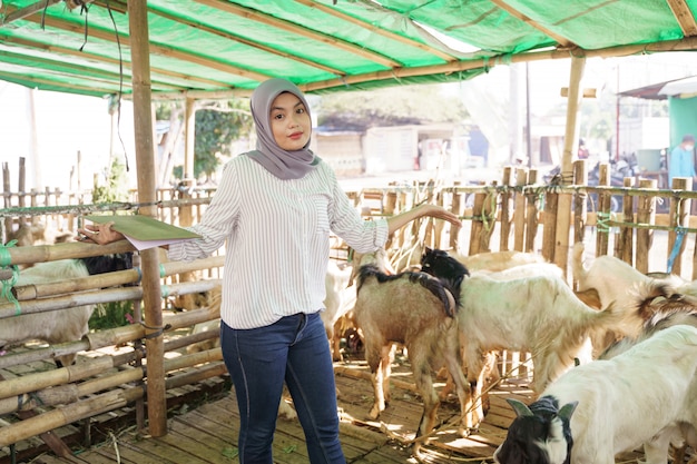 Il medico veterinario musulmano controlla la capra nella fattoria tradizionale