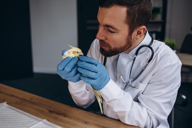 Il medico veterinario sta effettuando un controllo di un pappagallo Concetto veterinario