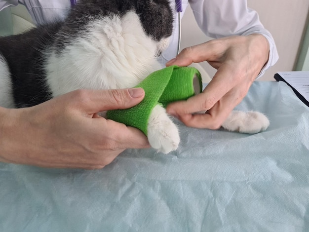 Il medico veterinario sta esaminando un simpatico gatto grigio presso la clinica veterinaria