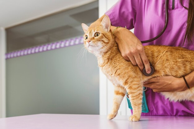 Il medico veterinario sta facendo un controllo di un bel gatto carino. Concetto veterinario.
