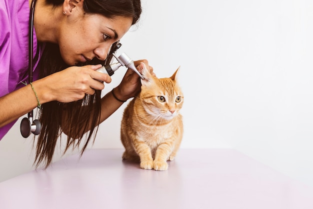 Il medico veterinario sta facendo un controllo di un bel gatto carino. Concetto veterinario.