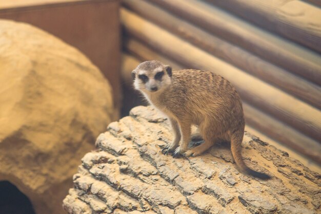 Il meerkat o suricate Suricata suricatta è un piccolo carnivoro appartenente alla famiglia delle manguste