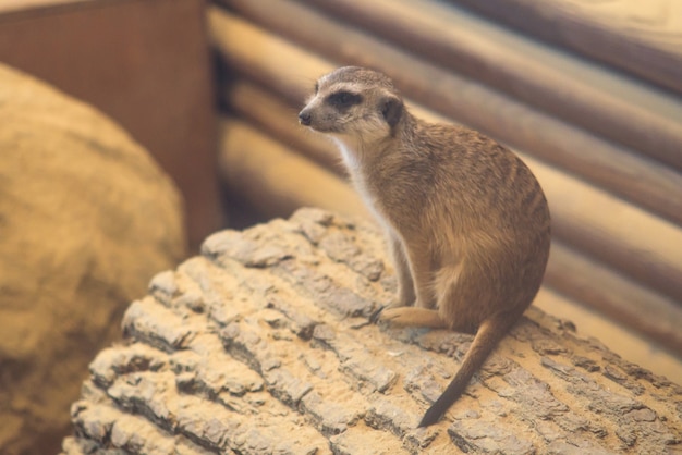 Il meerkat o suricate Suricata suricatta è un piccolo carnivoro appartenente alla famiglia delle manguste