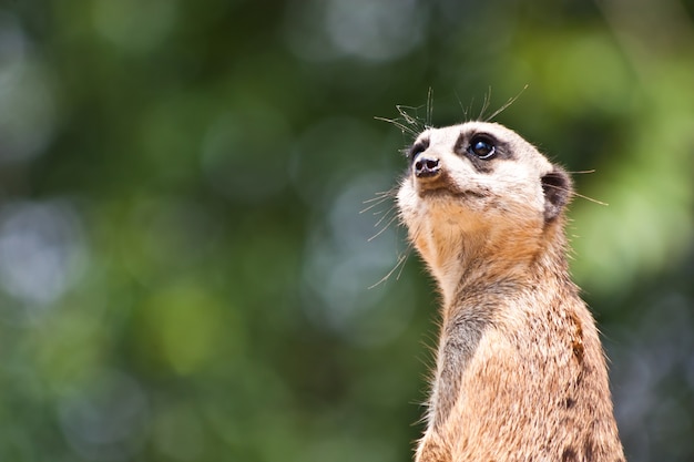 Il meerkat o suricate, Suricata suricatta, è un piccolo mammifero appartenente alla famiglia delle manguste.