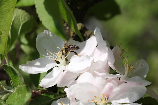 Il melo fiorisce in primavera ape