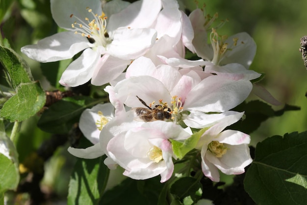 Il melo fiorisce in primavera ape