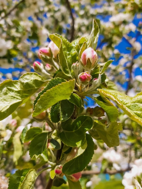 Il melo fiorisce in primavera