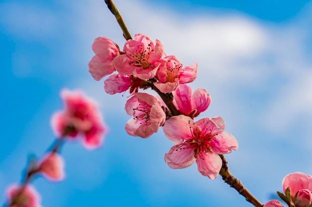 Il melo fiorisce in primavera