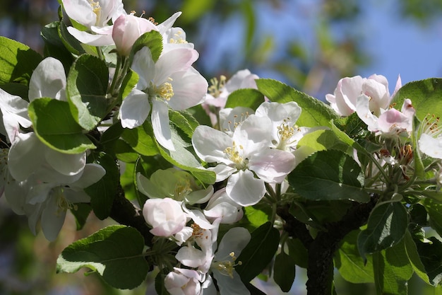 Il melo fiorisce in primavera