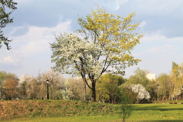 Il melo in fiore viene riscaldato dal sole primaverile