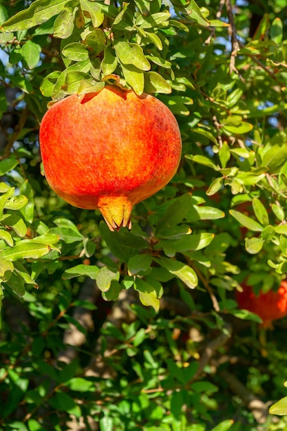 Il melograno succoso senza difetti si blocca sul ramo il melograno maturo pronto per la raccolta Foto verticale