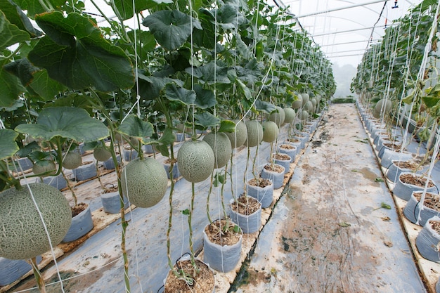 Il melone è maturo con gli alberi