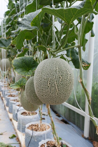 Il melone è maturo con gli alberi