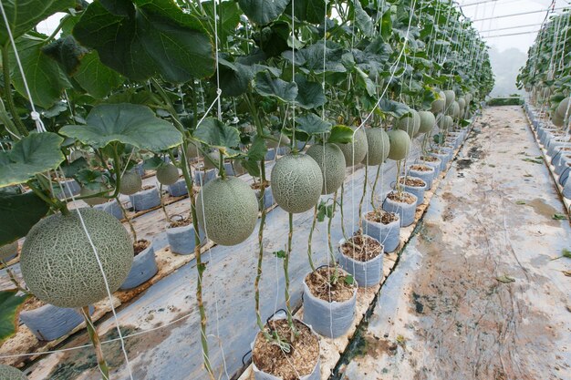 Il melone è maturo con gli alberi