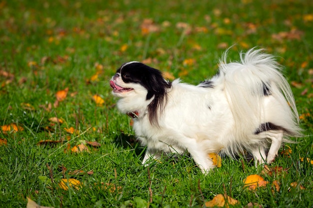 Il mento giapponese della razza del cane gioca su un campo verde