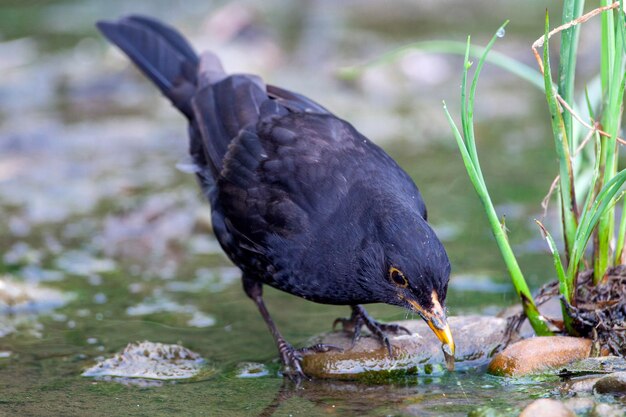 Il merlo comune è una specie di vero tordo