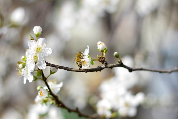 Il miele delle api in un fiore in primo piano