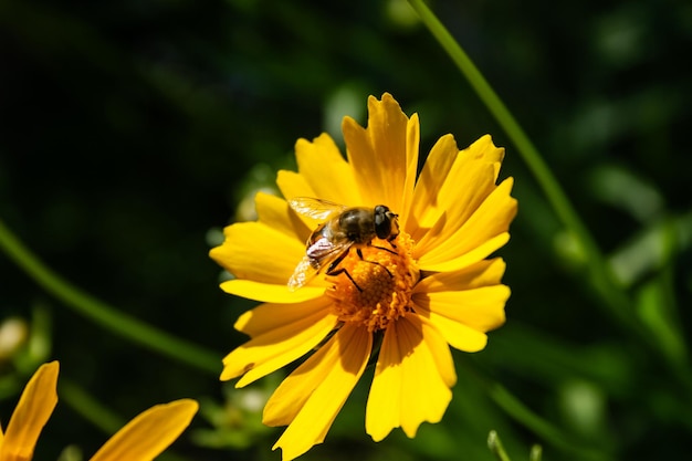 Il miele delle api raccoglie il polline all'interno di fiori gialli fioriti in giardino