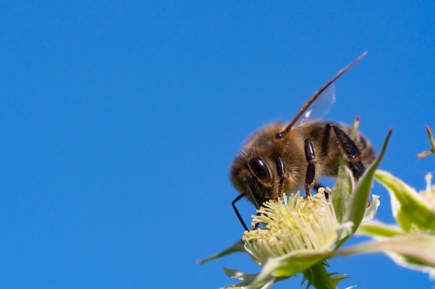 Il miele delle api raccoglie il polline dai fiori