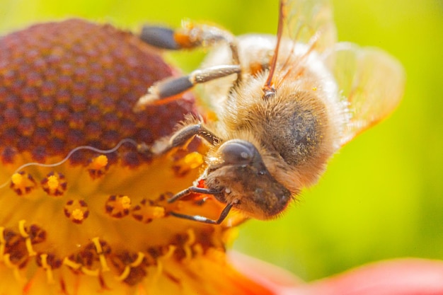 Il miele delle api ricoperta di polline giallo beve il nettare che impollina il fiore d'arancio ispira naturale fl