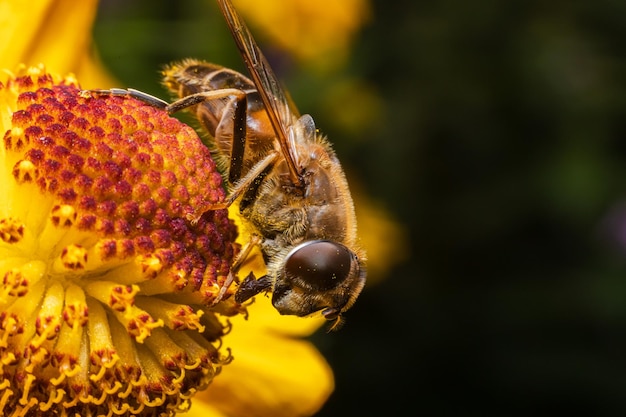 Il miele delle api ricoperta di polline giallo beve il nettare dei fiori impollinatori naturali sp