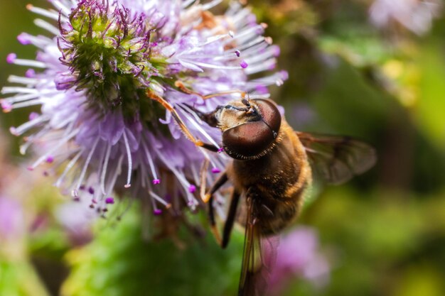 Il miele delle api ricoperta di polline giallo beve il nettare dei fiori impollinatori naturali sp