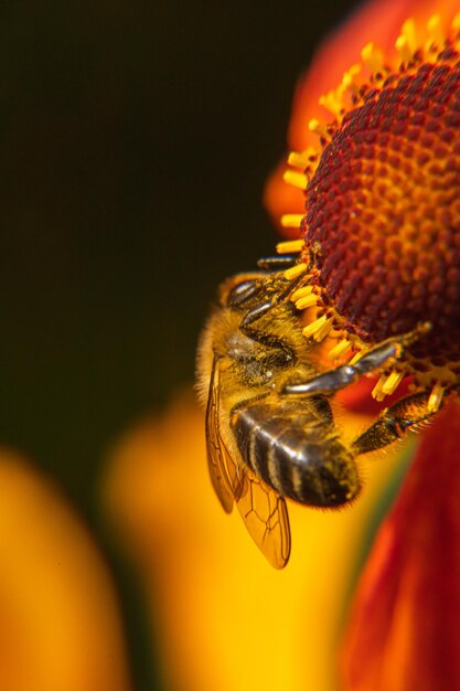 Il miele delle api ricoperta di polline giallo beve il nettare dei fiori impollinatori naturali sp