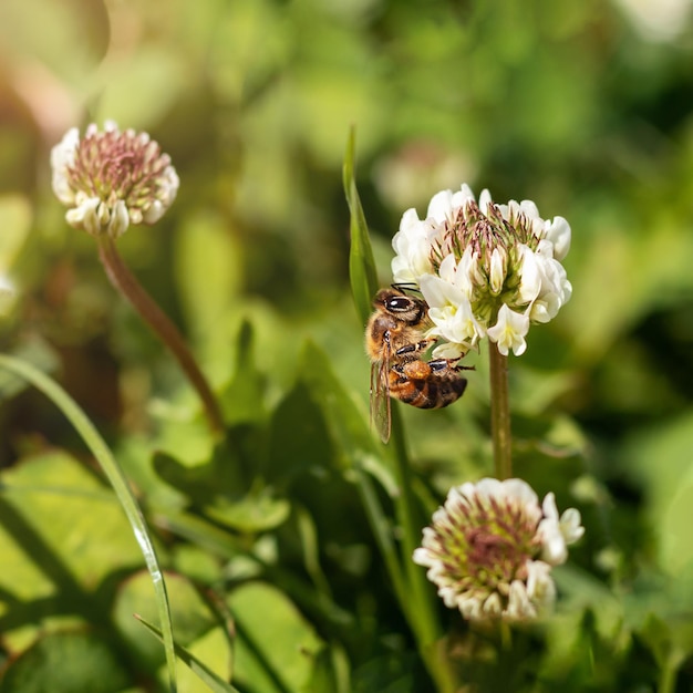 Il miele delle api sul fiore di trifoglio nel campo verde