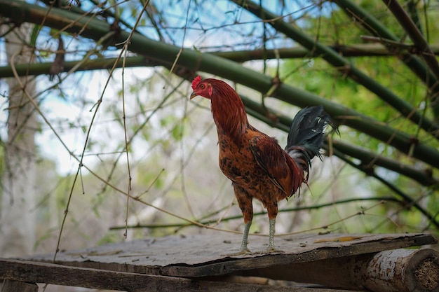 Il miglior gallo forte