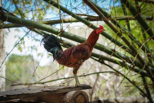 Il miglior gallo forte