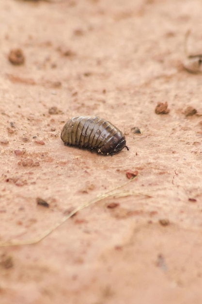 Il millepiedi Glomerida Pill può rotolare in una palla