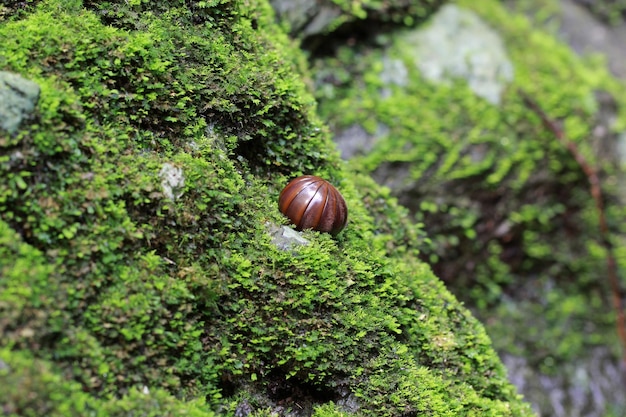 Il millepiedi pillola sta rotolando in forma di palla sul suolo della foresta