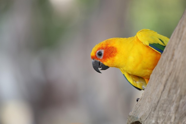 Il mini pappagallo sull'albero del bastone