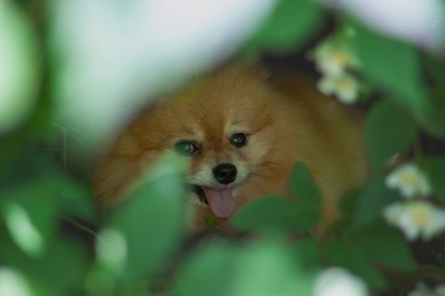 Il mini Pomeranian è sdraiato tra i cespugli nascondendosi dal caldo e tirando fuori la lingua.