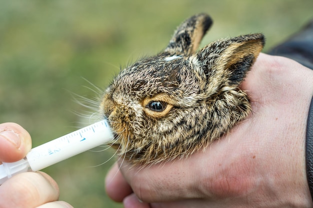 Il minuscolo coniglietto selvatico viene tenuto in mano e nutrito con una siringa di latte